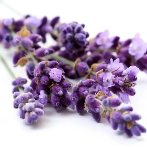 Lavender (true) French oil - Certified Organic 2